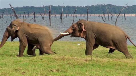 elephant sex elephant sex|A Scene from Sex in the Wild: Elephants .